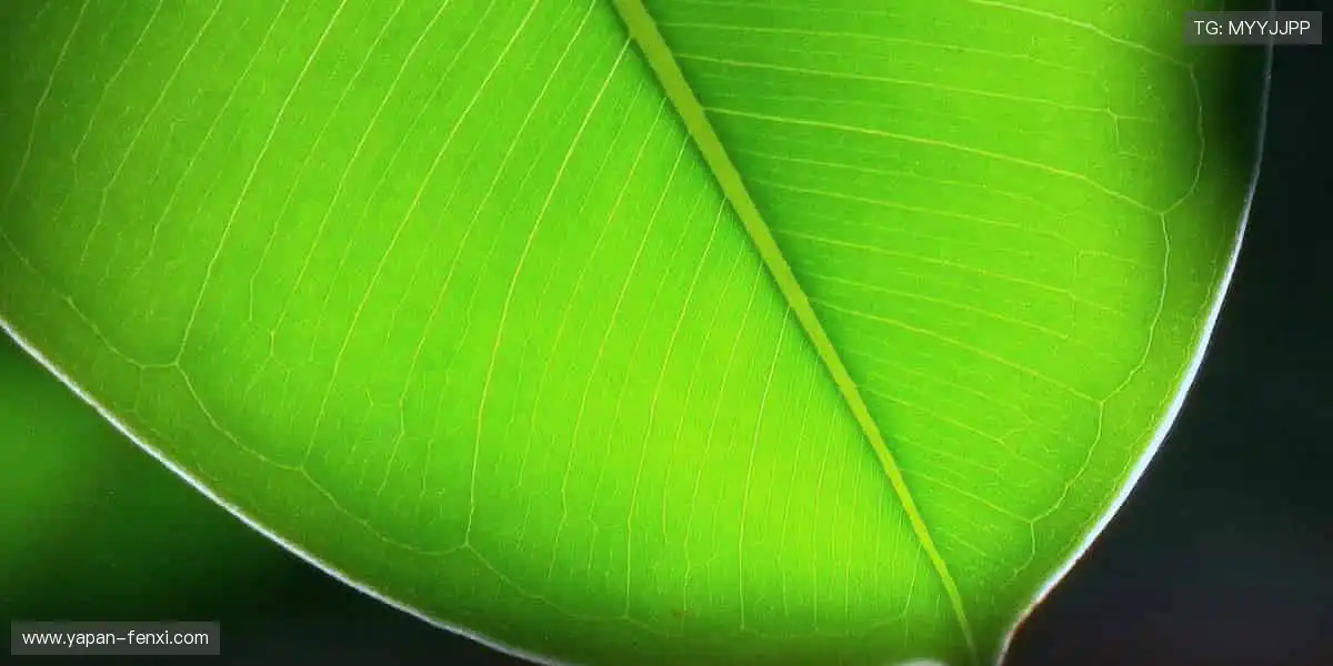 指尖轻点，赛事同步！📱